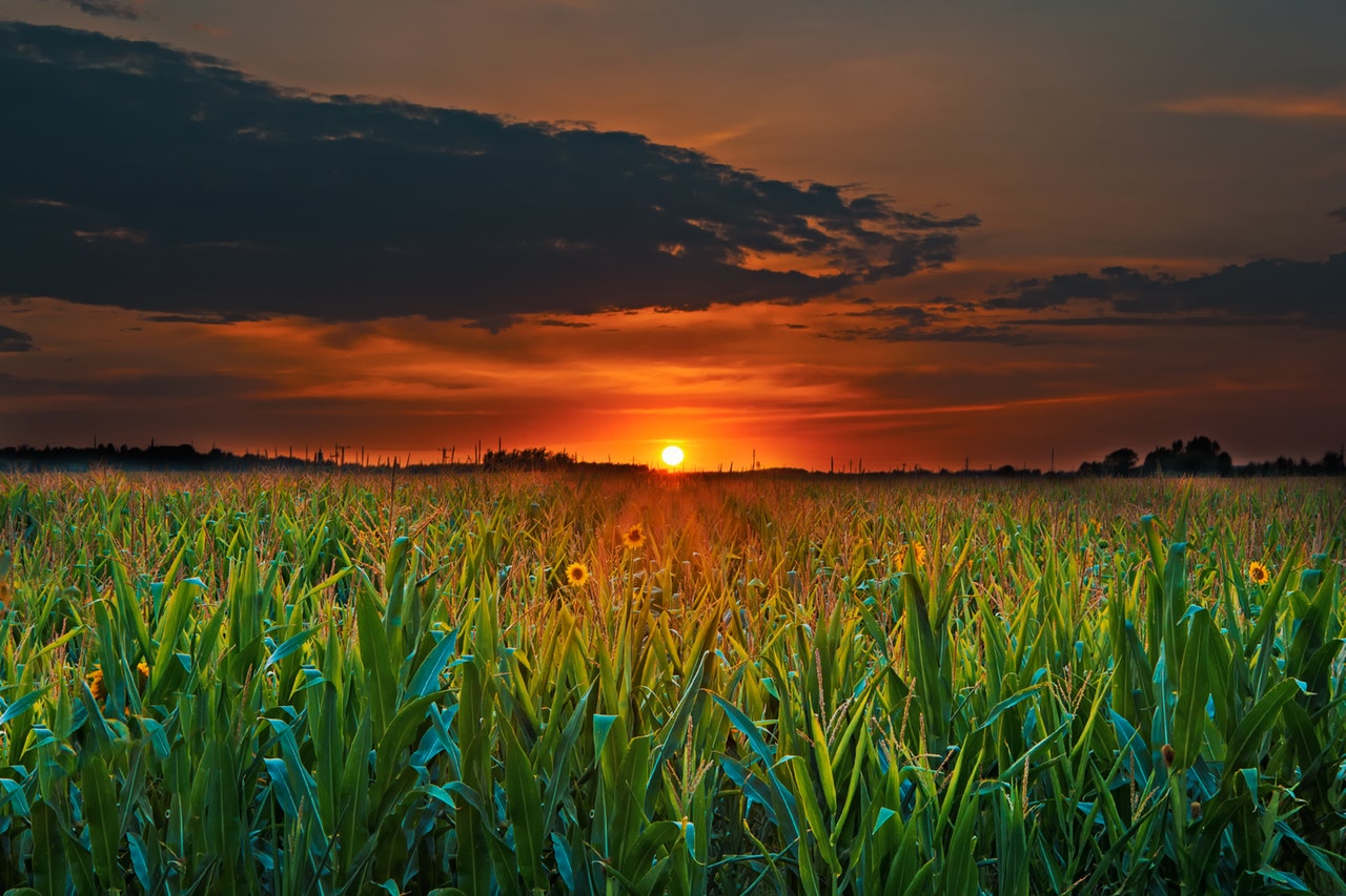 corn maze